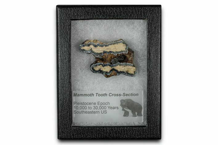Mammoth Molar Slice With Case - South Carolina #349990